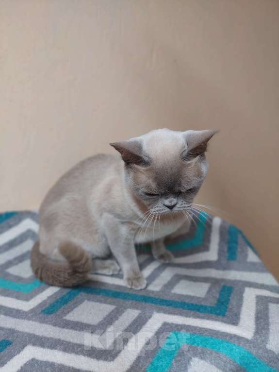 Кошки в Челябинске: Алиса Девочка, 40 000 руб. - фото 6