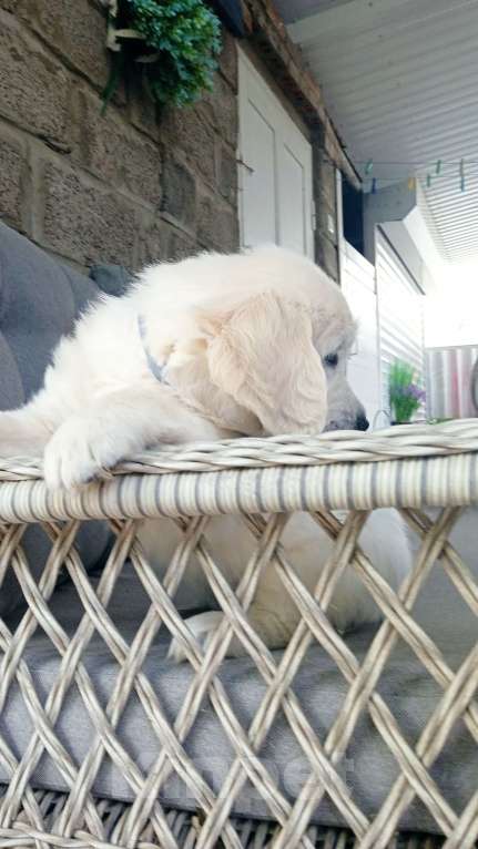 Собаки в Люберцах: Щенок Золотистого ретривера, мальчик Мальчик, 75 000 руб. - фото 7