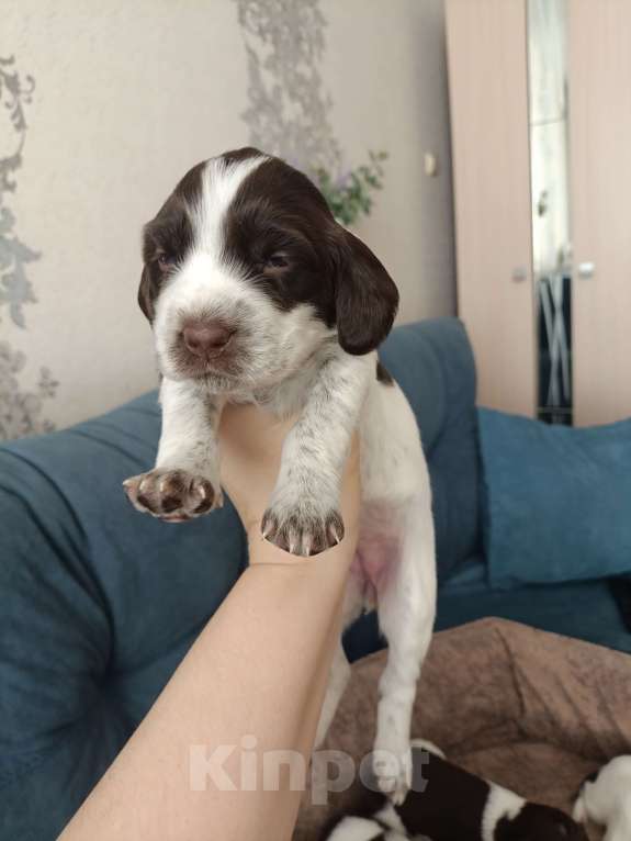 Собаки в других городах Новосибирской области: Девочка 2 Девочка, 10 000 руб. - фото 1