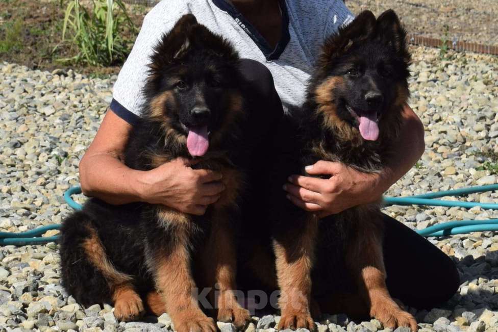 Собаки в Краснодаре: Немецкая овчарка, 25 000 руб. - фото 1