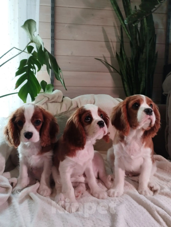 Собаки в Иркутске: Щенки Кавалер Кинг Чарльз Спаниель Мальчик, 60 000 руб. - фото 2