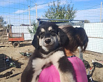 Собаки в других городах Саратовской области: Щенок Тибетского мастифа. Девочка, Бесплатно - фото 1