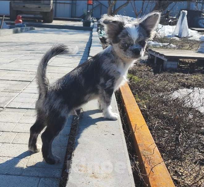 Собаки в Саратове: Красавчик Чихуахуа Мальчик, Бесплатно - фото 6