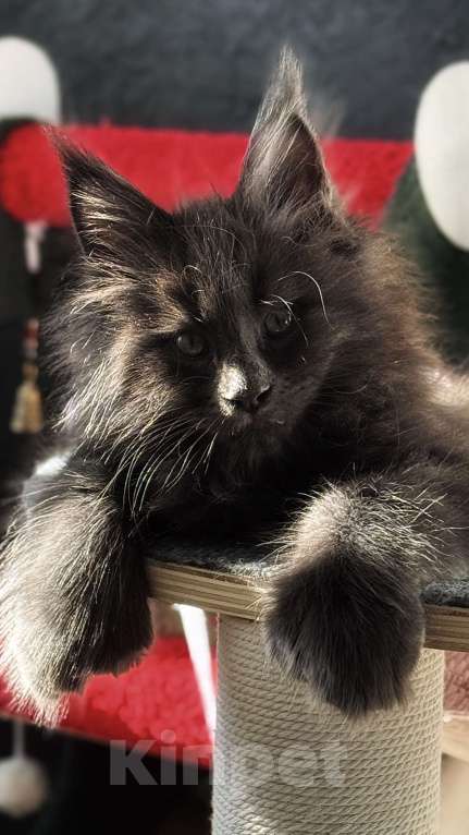 Кошки в Хабаровске: Полидакт мейн кун Мальчик, 150 000 руб. - фото 1