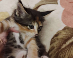 Кошки в Саратове: котята- мейн-кун Девочка, 10 000 руб. - фото 3