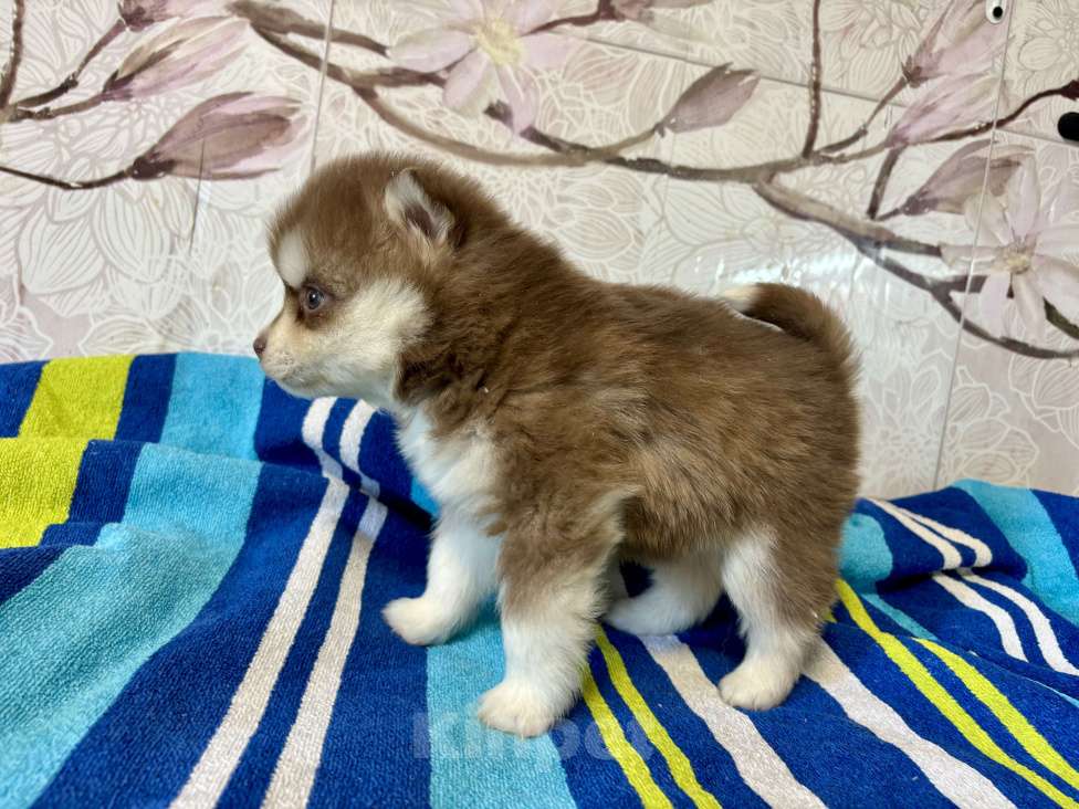 Собаки в Санкт-Петербурге: Щенок Малая Сибирская Собака Хапика Мальчик, Бесплатно - фото 5