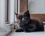 Кошки в Москве: Черный котенок девочка бесплатно Девочка, Бесплатно - фото 2
