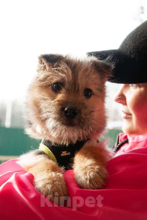 Собаки в Ногинске: Маленькая собачка Кэтрин ищет дом Девочка, Бесплатно - фото 6