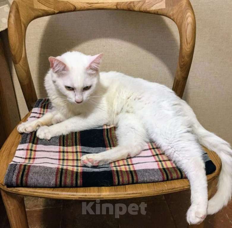 Кошки в Москве: Бедный Альбус. Белый кот в добрые руки. Мальчик, Бесплатно - фото 4