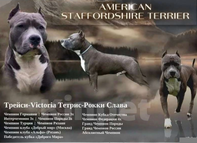 Собаки в Подольске: Американский стаффордширский терьер, щенок Мальчик, 40 000 руб. - фото 6