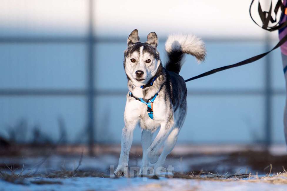Собаки в Москве: Зевс Мальчик, Бесплатно - фото 1