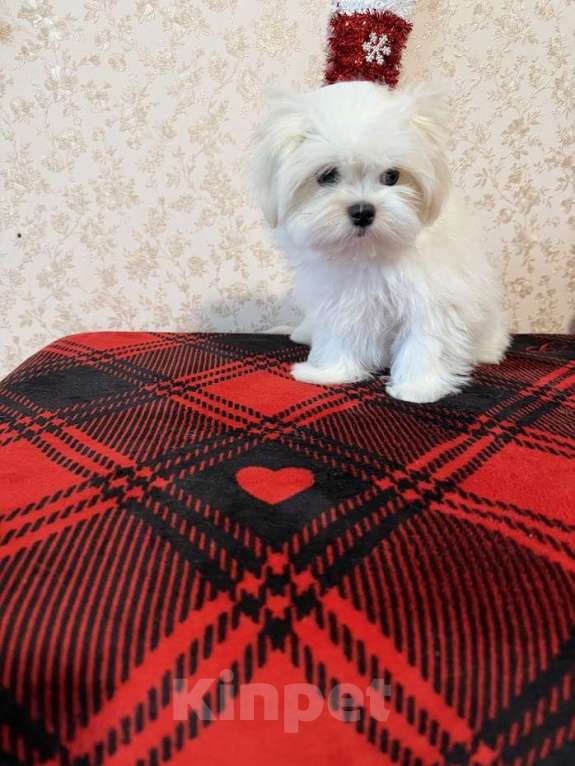 Собаки в Екатеринбурге: Мальтезе Мини . Девочка, Бесплатно - фото 5