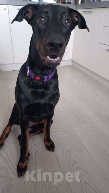 Собаки в Москве: Собака в добрые руки! Девочка, Бесплатно - фото 6