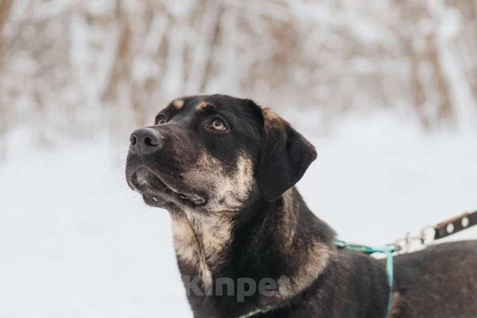 Собаки в Москве: Щенок в добрые руки Мальчик, Бесплатно - фото 7