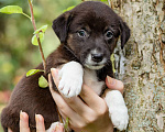 Собаки в Солнечногорске: Девочка в добрые руки Девочка, Бесплатно - фото 7