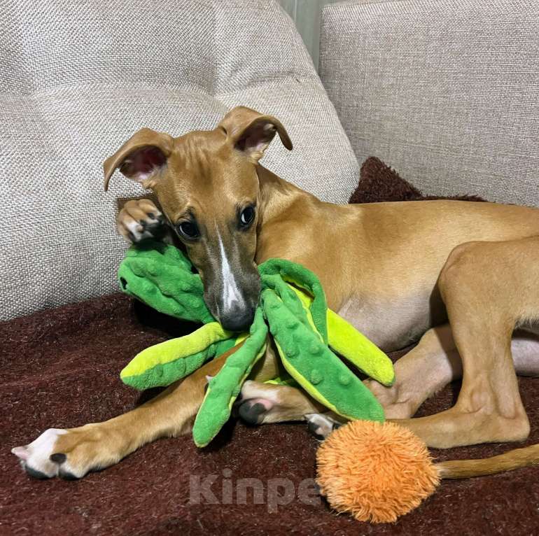 Собаки в Кубинке: Щенок уиппета Мальчик, Бесплатно - фото 4