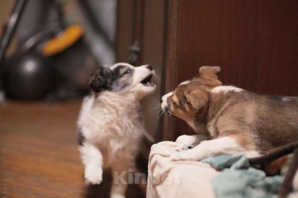 Собаки в Москве: Белый щенок Мальчик, Бесплатно - фото 4