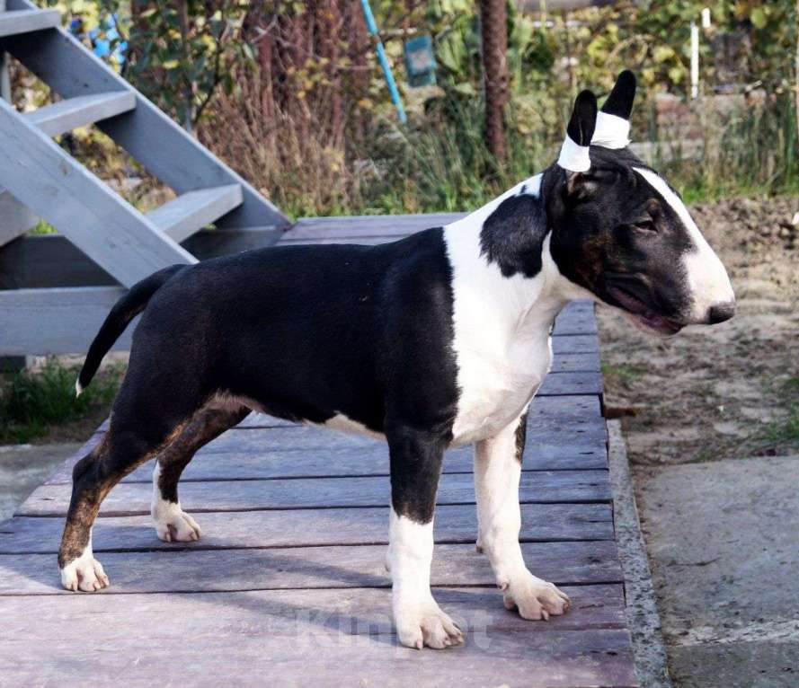 Собаки в других городах Краснодарского края: Щенки бультерьера  Девочка, 40 000 руб. - фото 4