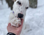 Собаки в Москве: Белый щенок Серкан в добрые руки Мальчик, 1 руб. - фото 2
