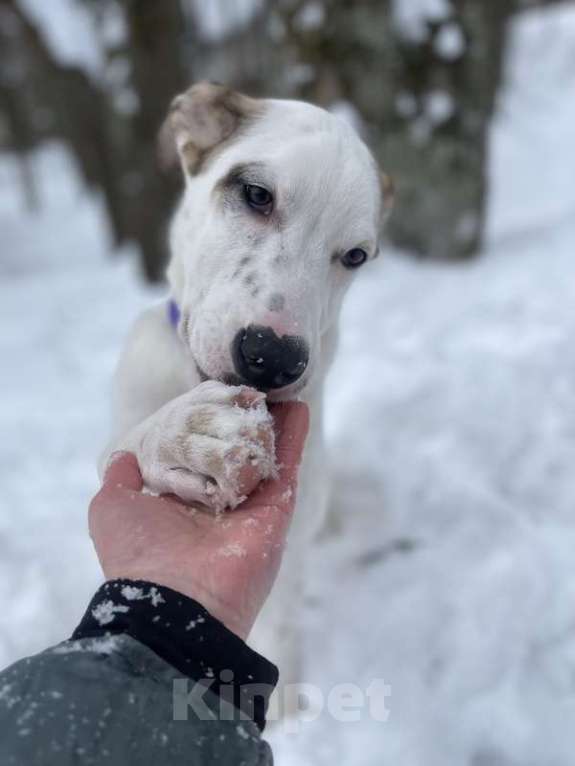 Собаки в Москве: Белый щенок Серкан в добрые руки Мальчик, 1 руб. - фото 2