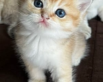 Кошки в Воронеже: Котенок британский  короткошестный Мальчик, 23 000 руб. - фото 3