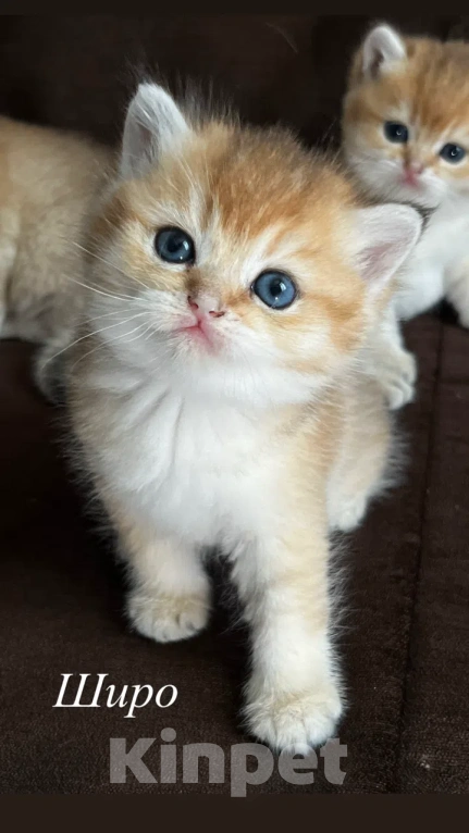 Кошки в Воронеже: Котенок британский  короткошестный Мальчик, 23 000 руб. - фото 3
