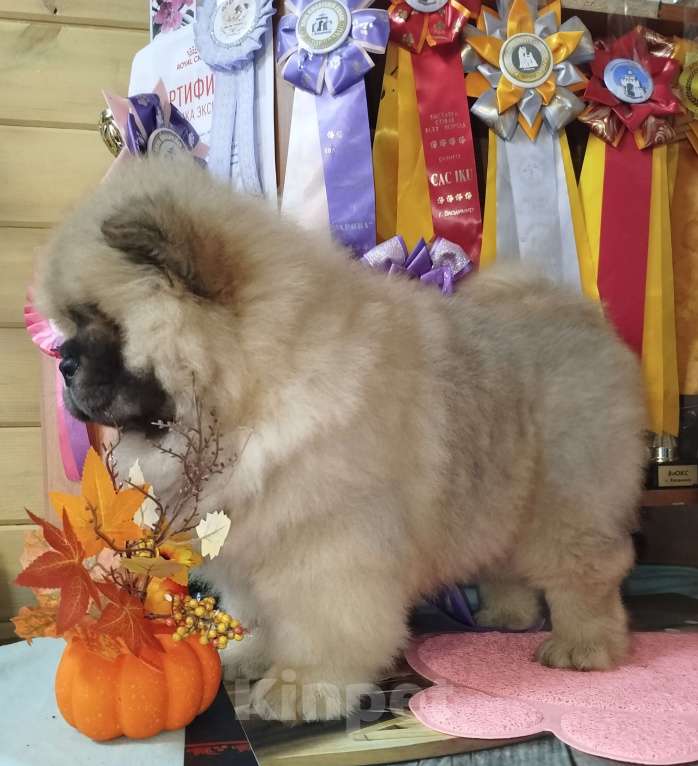 Собаки в Владимире: Мальчик чау чау Мальчик, 45 000 руб. - фото 1