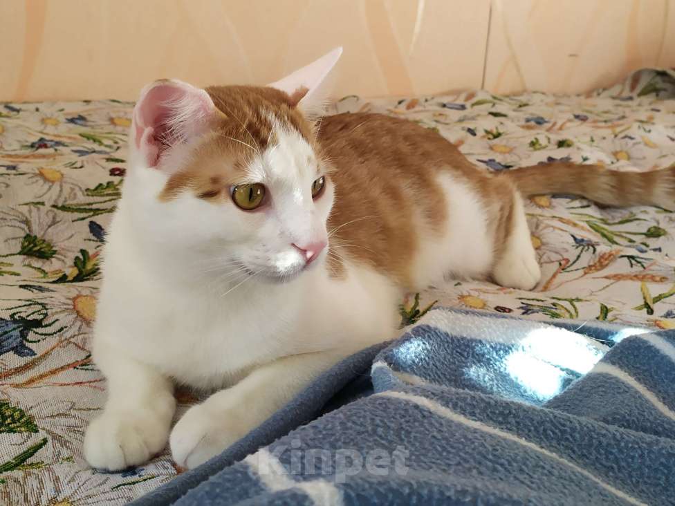 Кошки в Санкт-Петербурге: Молодой котейка Яша в добрые руки Мальчик, Бесплатно - фото 8