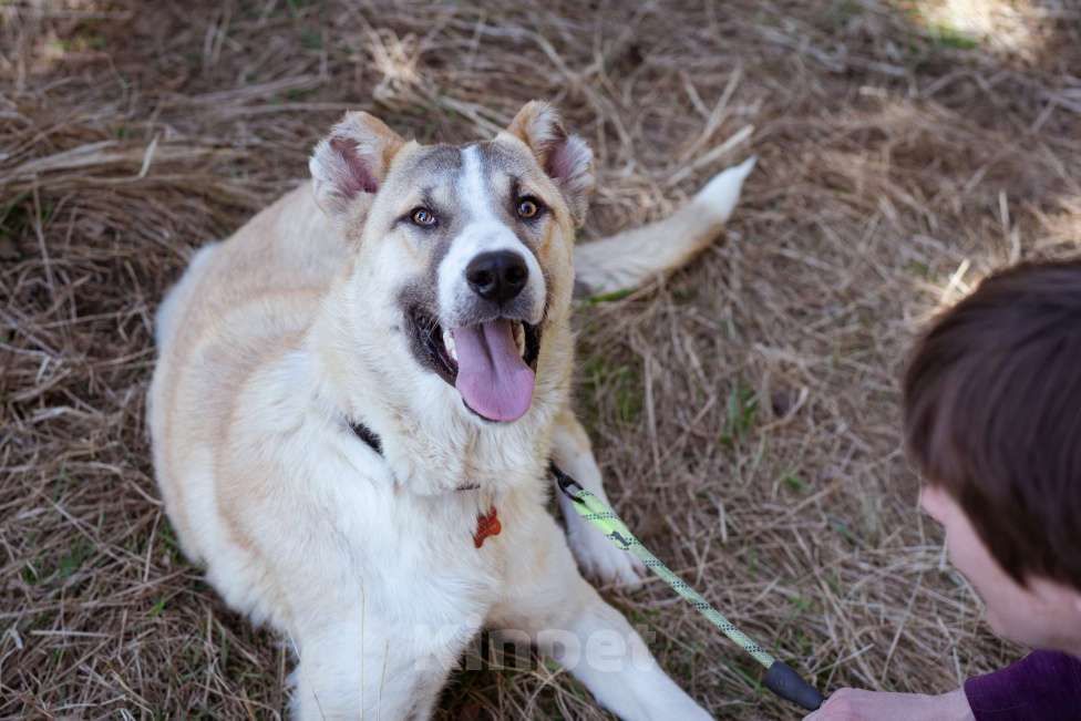 Собаки в Москве: Молодой, добрый пёсель в добрые руки Мальчик, Бесплатно - фото 6