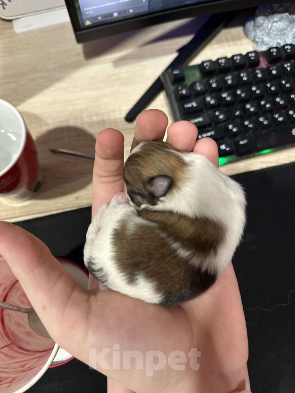 Собаки в Тюмени: Немецкий шпиц щенок девочка Девочка, 40 000 руб. - фото 1