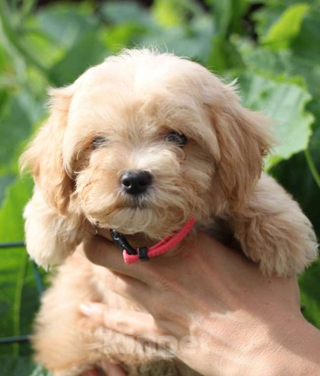 Собаки в Горном-Алтайске: Породный щенок с метрикой СКОР Мальчик, Бесплатно - фото 7