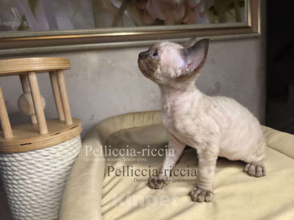 Кошки в Москве: девон-рекс котенок Мальчик, 120 000 руб. - фото 3