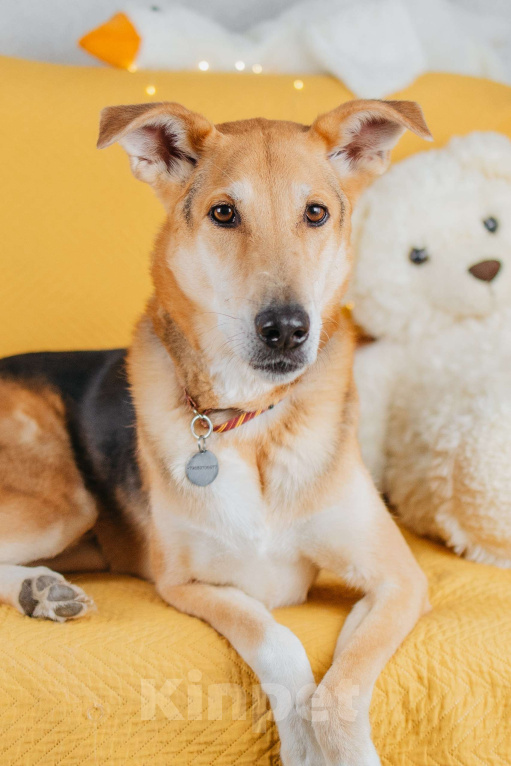 Собаки в Москве: Аристократичный пес ищет семью Мальчик, Бесплатно - фото 8