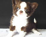 Собаки в Зеленограде: Чихуахуа шоколадный мальчишка Мальчик, 40 000 руб. - фото 4