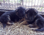 Собаки в Симферополе: Продаются щенки немецкой овчарки длинношерстной Девочка, 30 000 руб. - фото 9