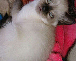 Кошки в Симферополе: Тайский, котенок принц , 15 000 руб. - фото 3
