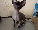Кошки в Оленегорске: Сфинкс 2,5месяца., 4 000 руб. - фото 1