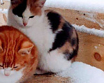 Кошки в Ливны: Котятки в дар, 10 руб. - фото 3
