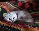 Кошки в Москве: Продаются котята , 12 000 руб. - фото 8