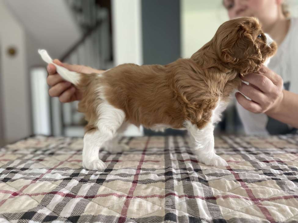 Собаки в Волгограде: Щенки кавалер Кинг чарльз спаниель Мальчик, 80 000 руб. - фото 2
