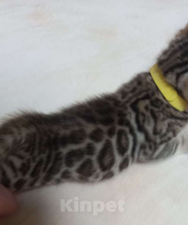 Кошки в Челябинске: Бенгальский котенок Девочка, 15 000 руб. - фото 1