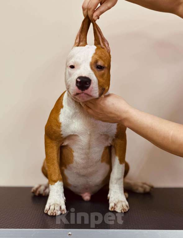 Собаки в Москве: Красивый мальчик амстаффа  Мальчик, 50 000 руб. - фото 2