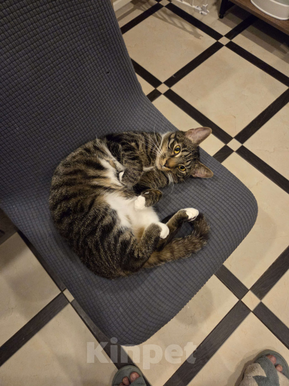 Кошки в Санкт-Петербурге: Шикарная кошка в добрые руки Девочка, Бесплатно - фото 8