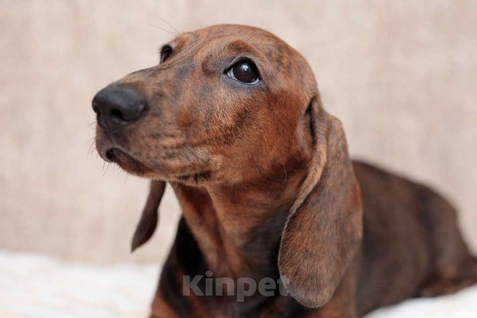 Собаки в Ельце: щенок таксы тигровый Девочка, 65 000 руб. - фото 4