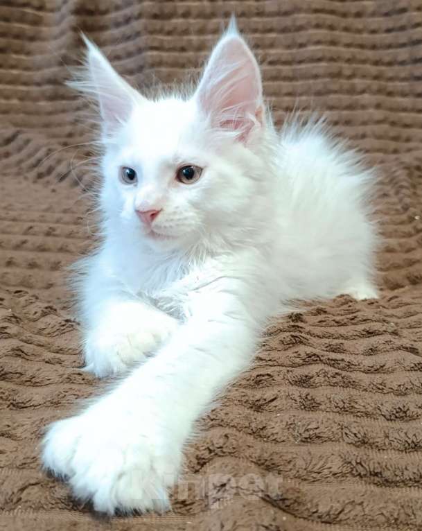 Кошки в Санкт-Петербурге: Мальчик полидакт Мальчик, 40 000 руб. - фото 2