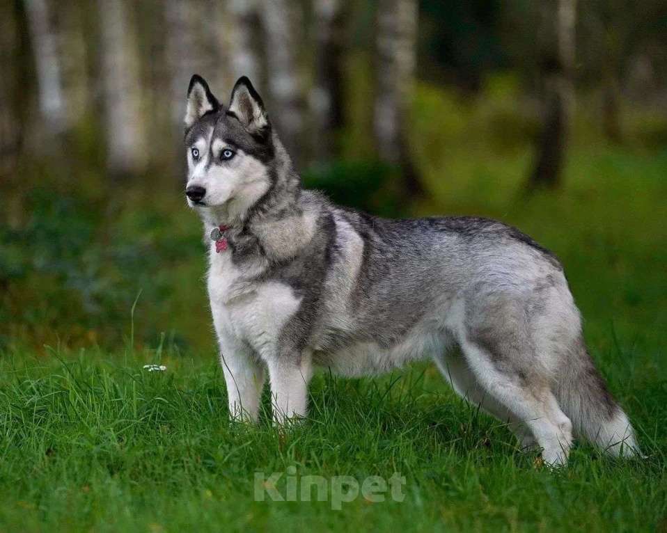 Собаки в Москве: Хаски девочка Аляска в добрые руки Девочка, Бесплатно - фото 3