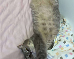 Кошки в Краснодаре: Кошечка в добрые ручки❤️ Девочка, Бесплатно - фото 5