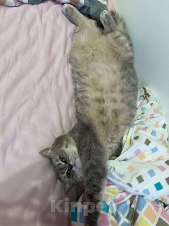 Кошки в Краснодаре: Кошечка шотландская Девочка, Бесплатно - фото 5