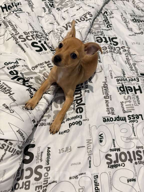 Собаки в Нововоронеже: Продаю рыжее счастье  Девочка, 5 000 руб. - фото 1