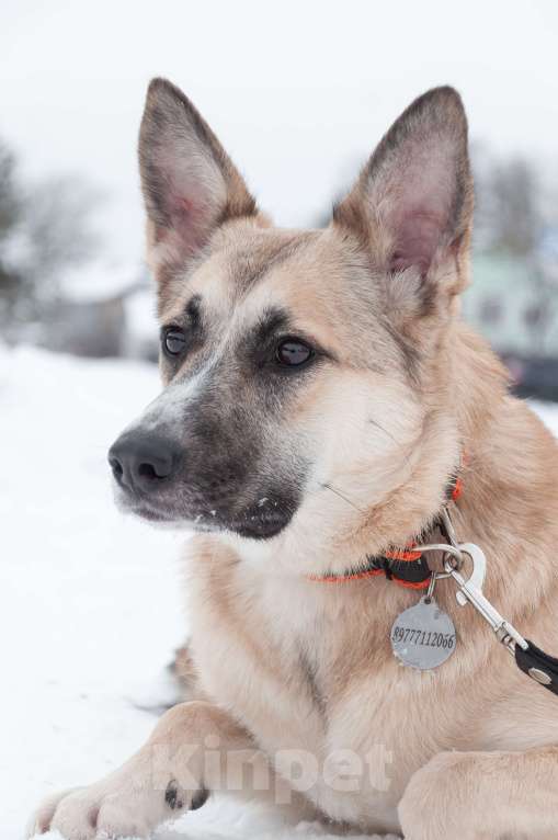 Собаки в Ногинске: Криста- небольшая собачка в поисках семьи Девочка, Бесплатно - фото 5